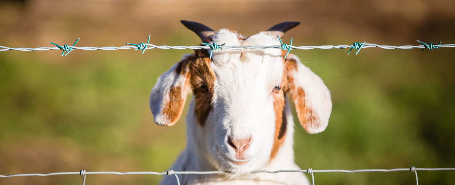 Goat at Millmoor Farm Holidays