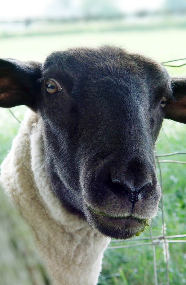 Sheep at Millmoor Farm