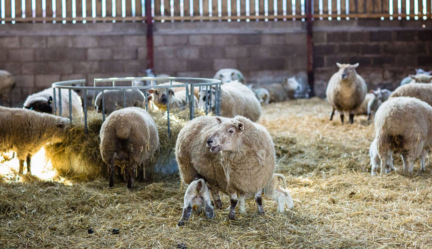 Ewes and lambs at MIllmoor Farm